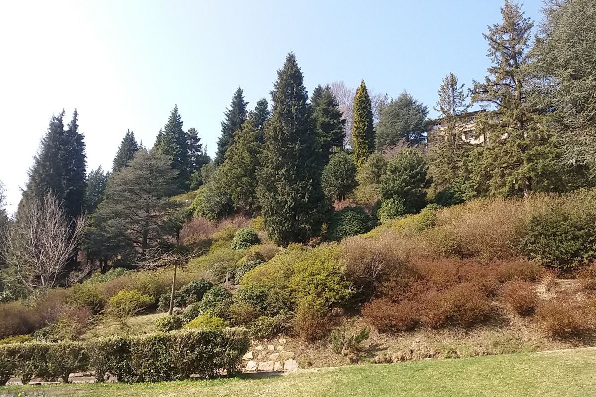 Blütenstand